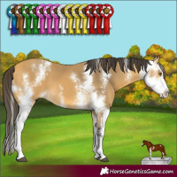 Horse Color:Buckskin Sabino 