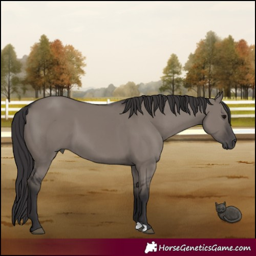 Horse Color:Smoky Grullo 