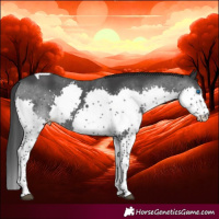 Horse Color:Black Splash Tobiano Rabicano 