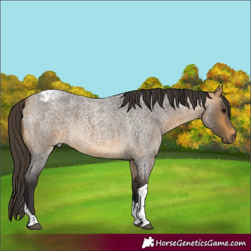 Horse Color:Buckskin Roan Tobiano Rabicano
