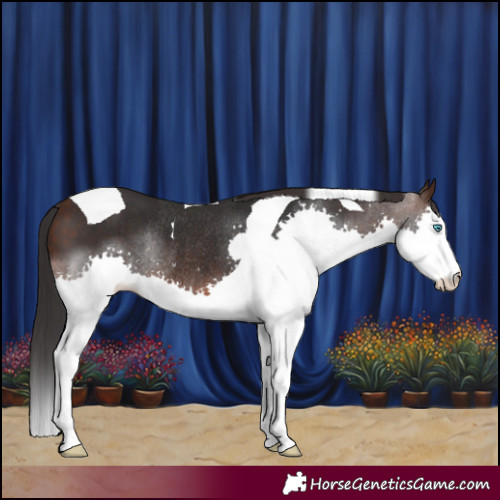 Horse Color:Brown Splash Tobiano Rabicano