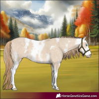 Horse Color:Perlino Dun Sabino