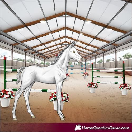 Horse Color:Silver Brown Pearl Sabino Splash Appaloosa 