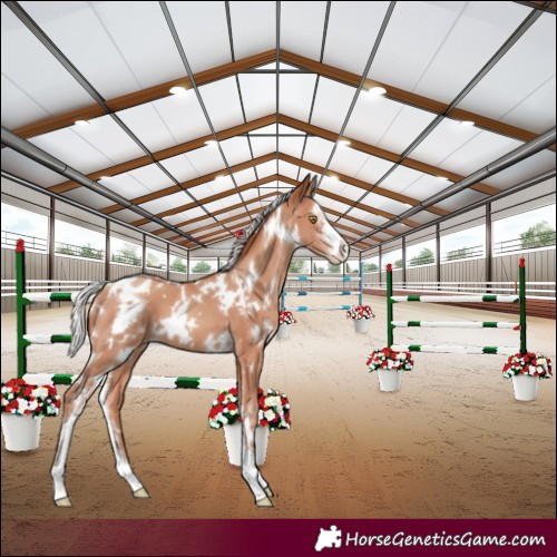 Horse Color:White Spotted Silver Sable Champagne Sabino Varnish 