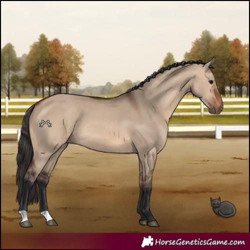 Horse Color:Bay Dun 