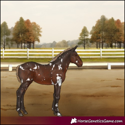 Horse Color:White Spotted Liver Chestnut 