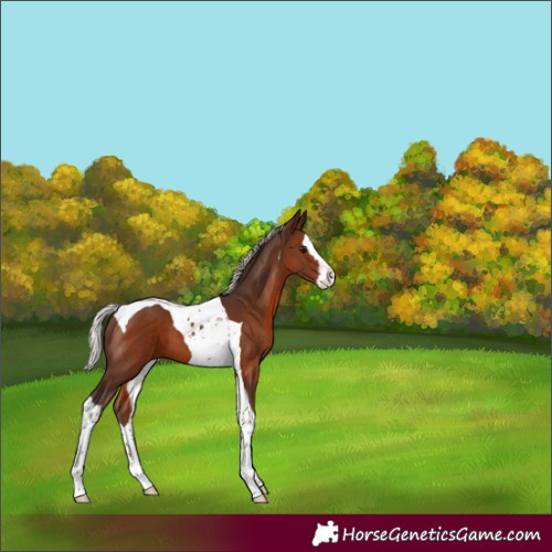 Horse Color:Silver Brown Splash Tobiano 