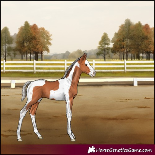 Horse Color:Silver Bay Splash Tobiano 