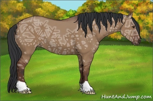Horse Color:Bay Ice Dun