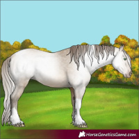 Horse Color:Gray Amber Cream Champagne Tobiano Varnish 