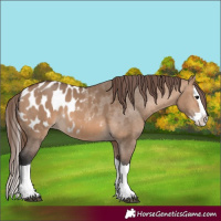 Horse Color:Bay Dun Splash Appaloosa