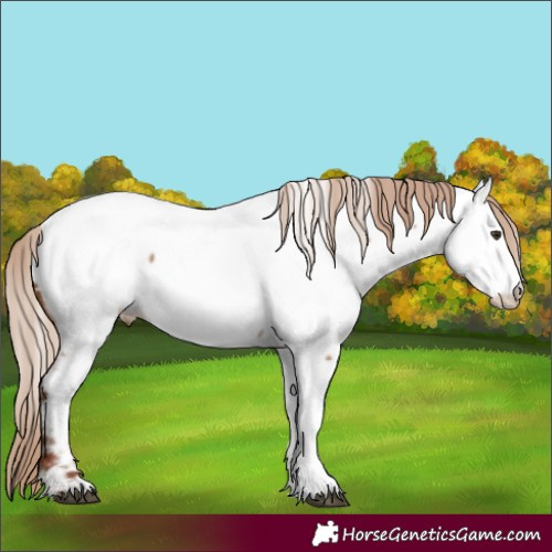 Horse Color:Red Dun Appaloosa 