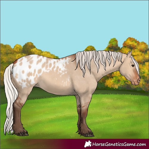 Horse Color:Silver Bay Dun Appaloosa 