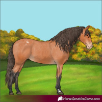 Horse Color:Bay Appaloosa 