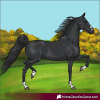Horse Color:Black 
