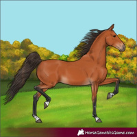 Horse Color:Bay 