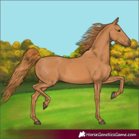 Horse Color:Chestnut 