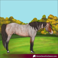 Horse Color:Bay Roan Splash