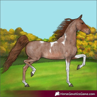 Horse Color:Red Roan Tobiano