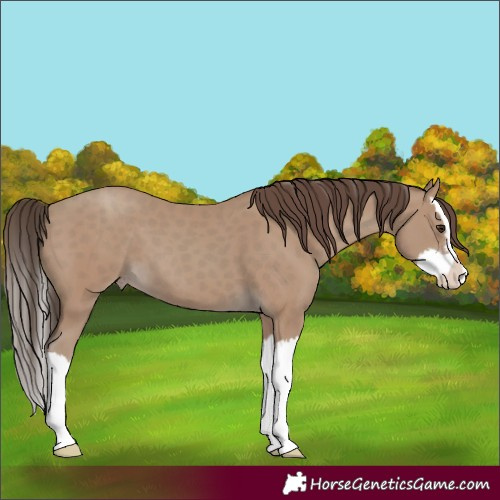 Horse Color:Classic Champagne Splash 