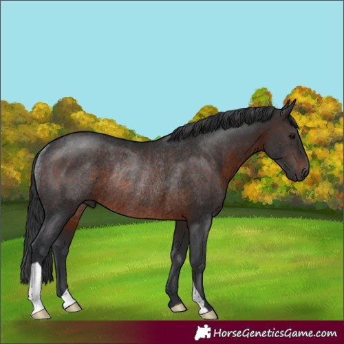 Horse Color:Brown Rabicano 