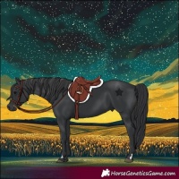 Horse Color:Black 