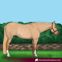 Horse Color:Red Dun Rabicano 