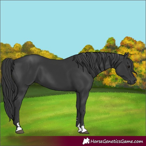 Horse Color:Black 