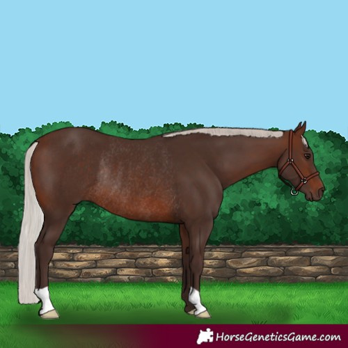 Horse Color:Silver Brown Rabicano 