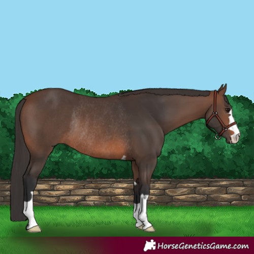Horse Color:Brown Rabicano 