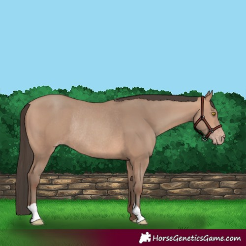 Horse Color:Amber Champagne Rabicano 