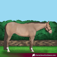 Horse Color:Amber Champagne Rabicano