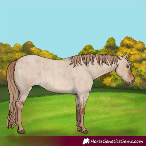 Horse Color:Red Dun Roan