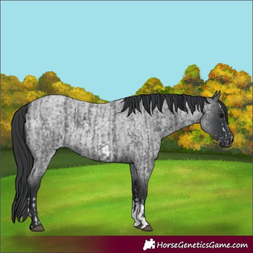 Horse Color:Blue Roan Sabino Splash and Blue Roan Sabino