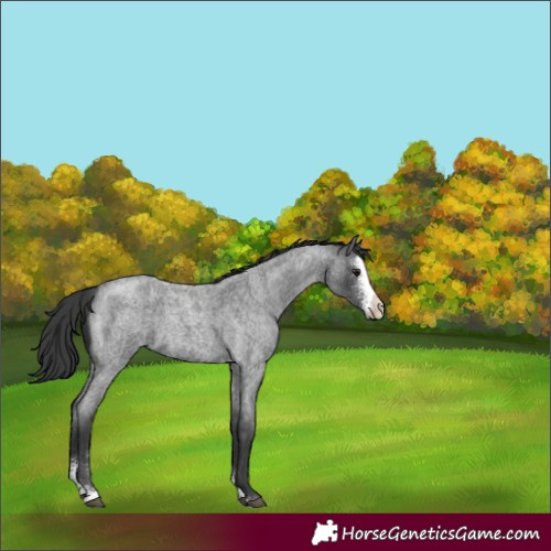 Horse Color:Blue Roan Sabino 