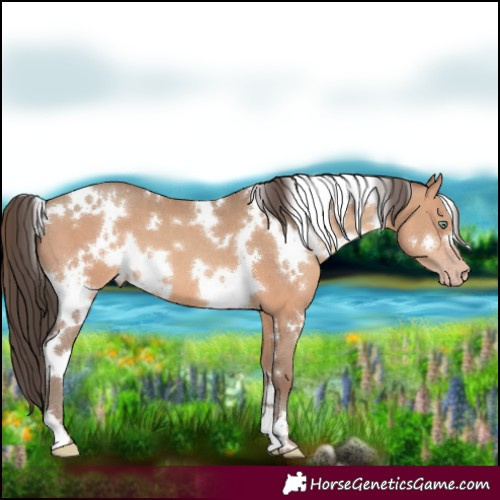 Horse Color:White Spotted Sable Champagne 