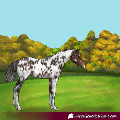 Horse Color:White Spotted Brown Appaloosa 