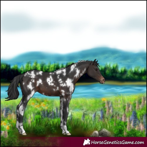 Horse Color:White Spotted Brown Varnish 