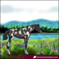 Horse Color:White Spotted Brown Appaloosa 