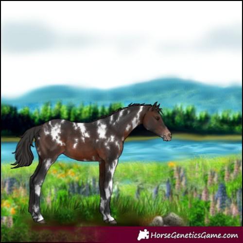 Horse Color:White Spotted Brown Varnish 