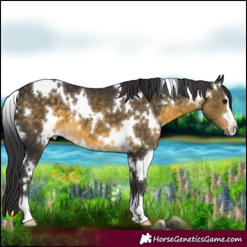 Horse Color:White Spotted Buckskin