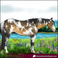 Horse Color:White Spotted Buckskin 