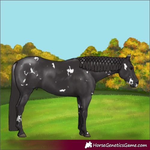 Horse Color:White Spotted Smoky Black
