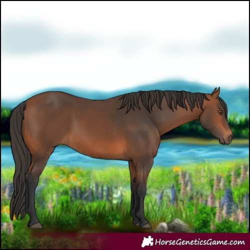 Horse Color:Bay 