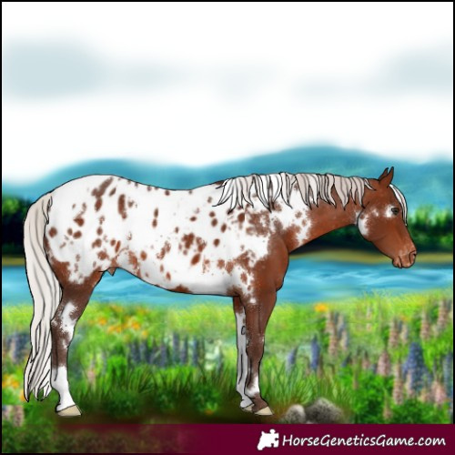 Horse Color:White Spotted Silver Brown Blanket