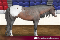 Horse Color:Brown Snowcap 