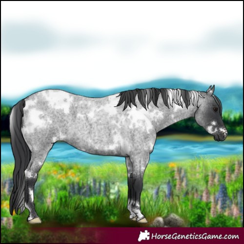 Horse Color:White Spotted Blue Roan