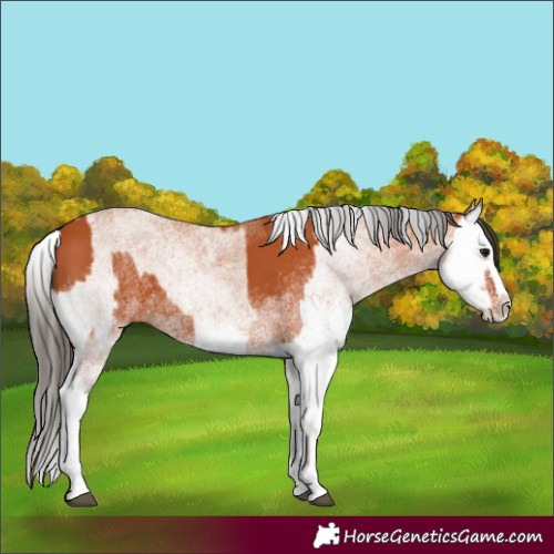 Horse Color:White Spotted Bay Splash  and White Spotted Bay Splash 