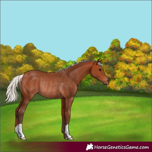 Horse Color:Unknown 