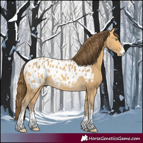 Horse Color:Amber Cream Champagne Sabino Appaloosa 